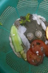 أعرض للبيع مجموعة من الحلزونات الحية الرائعة مناسبة للزراعة أو للزينة....