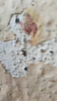 دراجة شحن • ار٩ • البصرة الرسالة