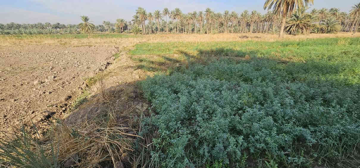 يا الله.... متابعينا الكرام >> الملاك للعقارات كربلاء 
💥بيع مستعجل.....بيع مستعجل __ السعر جدا مناسب 

🛑 3 دونم يباع منها دونم دونمين أو جميع المساحة 
🛑 جميع الخدمات متوفرة الشارع النازل لها 7 متر 
🛑 قرب مدرسة وجامع وعن التبليط 200 م تقريبا 
🛑 طابو زراعي سند 25 تحويل أسهم بالسند 
🛑 تبعد عن طريق الزوار شارع النجف عمود 1141 بمسافة كيلوين تقريبا وعن مركز المدينة 17 كيلو 
💲 سعر الدونم 80 مليون << هذا السعر لمدة محدده كون البيع مستعجل 
🎬 يوجد فيديوا بالتعلقيات يوضح كلشي 
🎬 يوجد فيديوا للراغب بالشراء من الأرض إلى الشارع العام 

💥 عنواننا 》مكتب أملاك الخير _ شارع الرابط _ قرب بساتين طيبة 
يمكنك الاتصال لمعرفة جميع التفاصيل والأفضل تأتي لمشاهدة الموقع والاقتناع وبخدمتكم 
       ***********  /   ***********
                   محمد أبو ملاك الحسناوي
