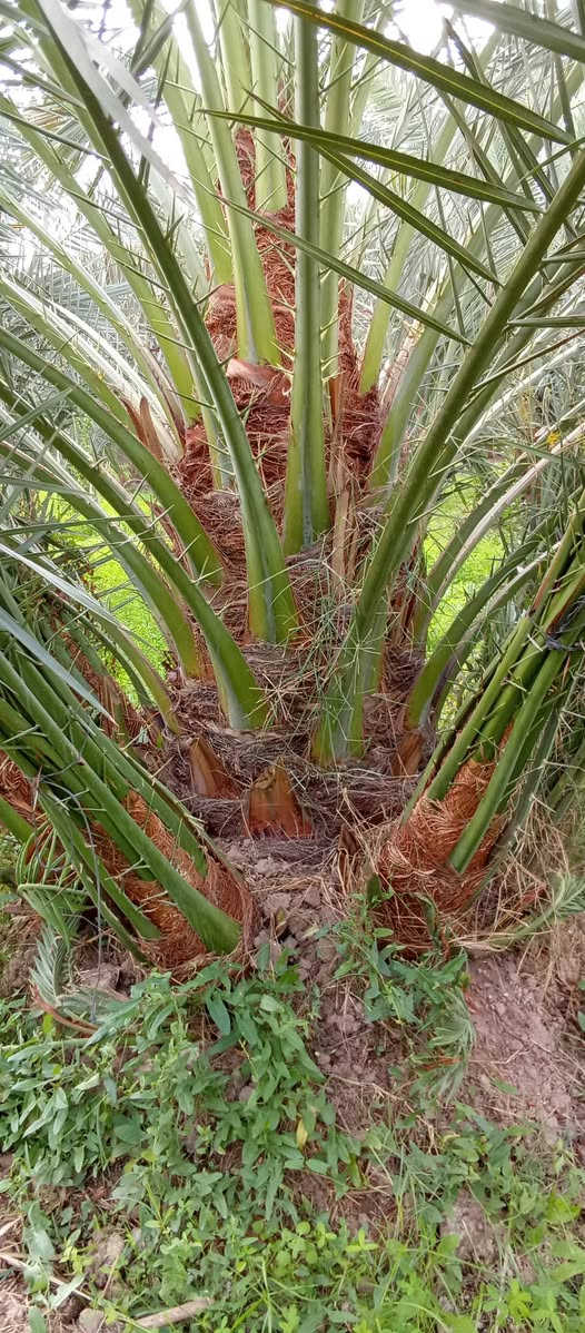 ياالله السلام عليكم
فسائل برحي خشن للبيع
القلع بحضور المشتري 
عنوان واسط الصويره 
***********////***********
