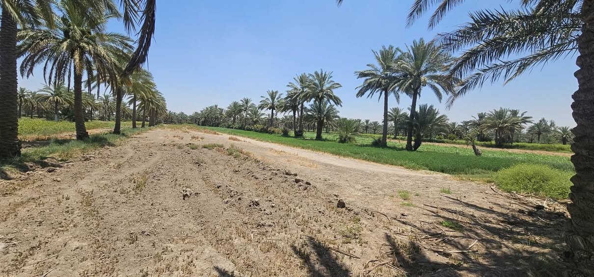 #للبيع_10دونم
🔸️ارض بمساحة 10 دوانم زراعي 
تحتوي على اكثر من 200 نخله ملون 
🤚 ملاحظة بالامكان بيع نصف الارض
ـــــــــــــــــــــــــــــــــ
🔸️ الموقع حله ابي غرق جسر سيد ادريس 
تبعد عن الشارع العام مسافة كيلو 
كامل خدمات
ـــــــــــــــــــــــــــــــــ
للاستفسار يرجى الاتصال/*********** زيد الدليمي
                                    *********** محمد الطائي 

🔸️نستقبل جميع العروض.

