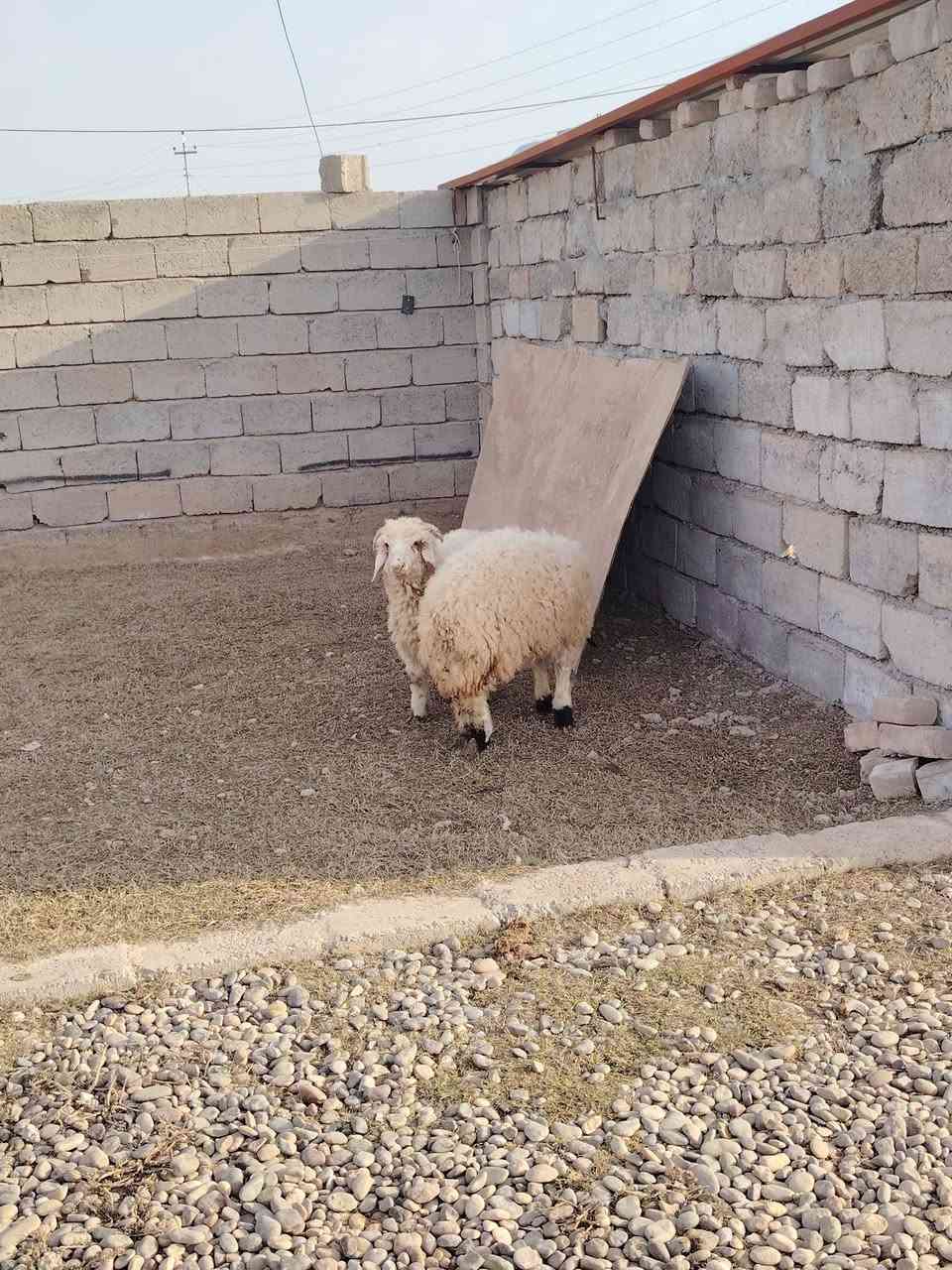 السلام عليكم ورحمة الله وبركاته
للبيع خاروف وفطيمة
مآلات ضحايا
شرط ناصحات و سمان
يرهمن ربط و يرهمن ذبح
السعر 610 البيع نقد فقط
 العنوان الشرگاط اسديرة وسطى ***********
