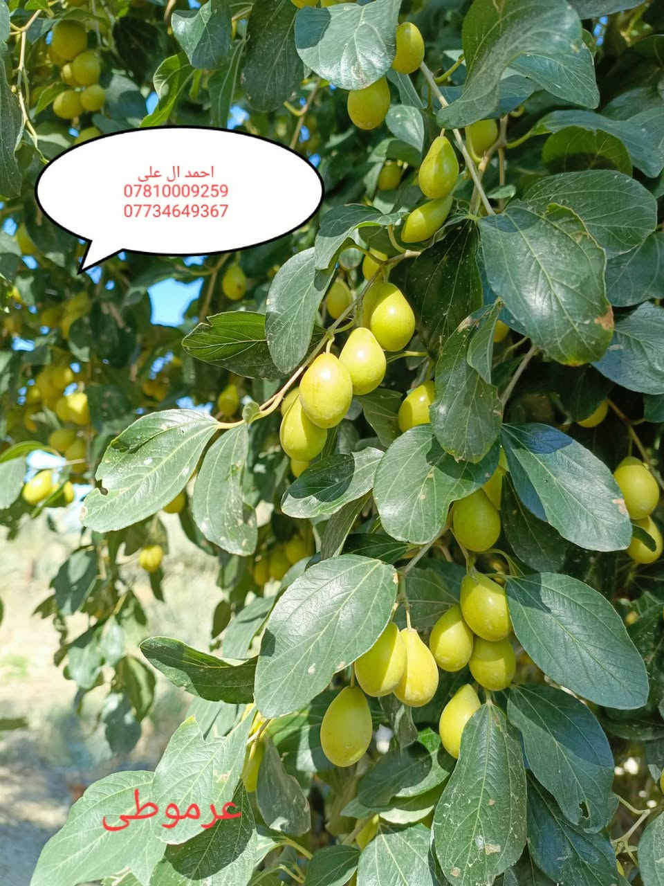 بابل الحمزه الغربي قريه الزبار
موسم خير انشالله عليكم 

تم بدء موسم تطعيم السدر

متوفر كافه الأصناف والنوعيات التجاريه

كل إلي عليك مراسله الصفحة أو الاتصال عل رقم***********

متوفر كادر كامل لتطعيم السدر في جميع المحافظات

وشرط الضمان 

خبره أكثر من 7 سنوات في مجال التطعيم
