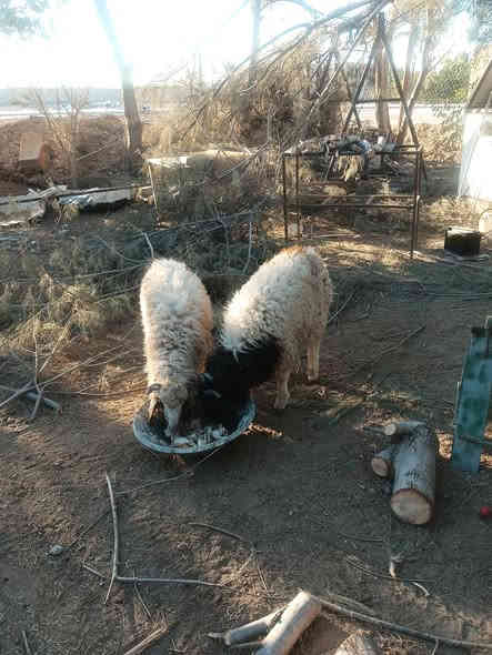 زوج طليان فاخرات يرهمن ربط ويرهمن نذر فجران دم
عنواني الدور السعر 500 السوك كلشي بي ميعجبك لا تعلق
***********
