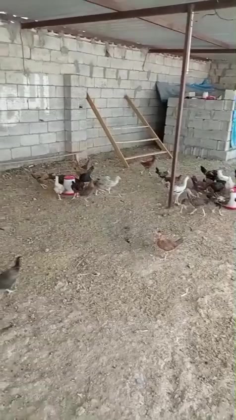 دجاج عرب للبيع فروج مثل ماواضح بصور والفيديو 
بلدروز  الزوج 14 رقم ***********
