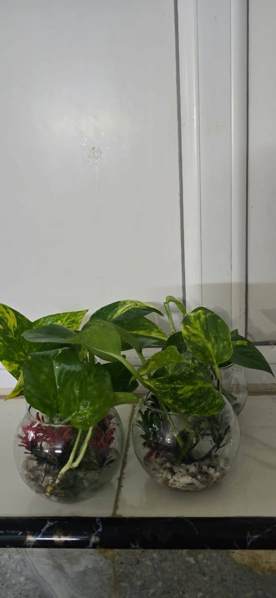 دورق زجاج مع نبات اللبلاب ضلي دائمي متسلق
السعر 2 ب5000
توجد خدمة توصيل بالف


**إذا كنت صاحب هذا الإعلان وتريد حذفه لأي سبب، رجاءا أرسل رسالة إلى الدعم الفني**