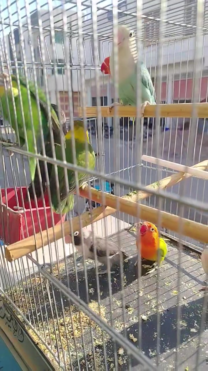 متاح غنادير طيور كله منتجه سعر خاص ***********
