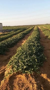 وادى النطرون • ٣٠فدان • عقد ملك