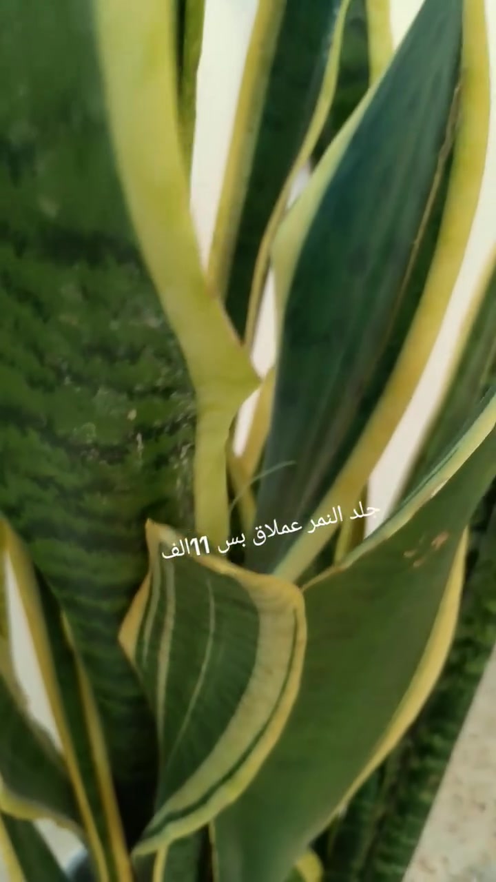 جلد النمر جمال  وكثافة


**إذا كنت صاحب هذا الإعلان وتريد حذفه لأي سبب، رجاءا أرسل رسالة إلى الدعم الفني**