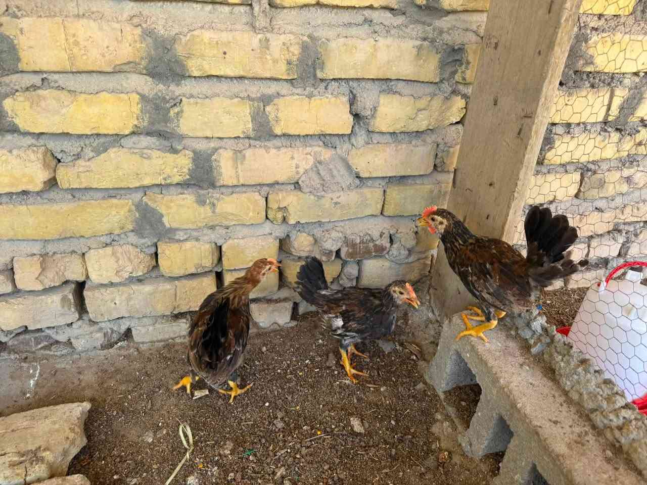 ديوجه شمسي خط اول العدد 3مكان الناصريه مركز


**إذا كنت صاحب هذا الإعلان وتريد حذفه لأي سبب، رجاءا أرسل رسالة إلى الدعم الفني**