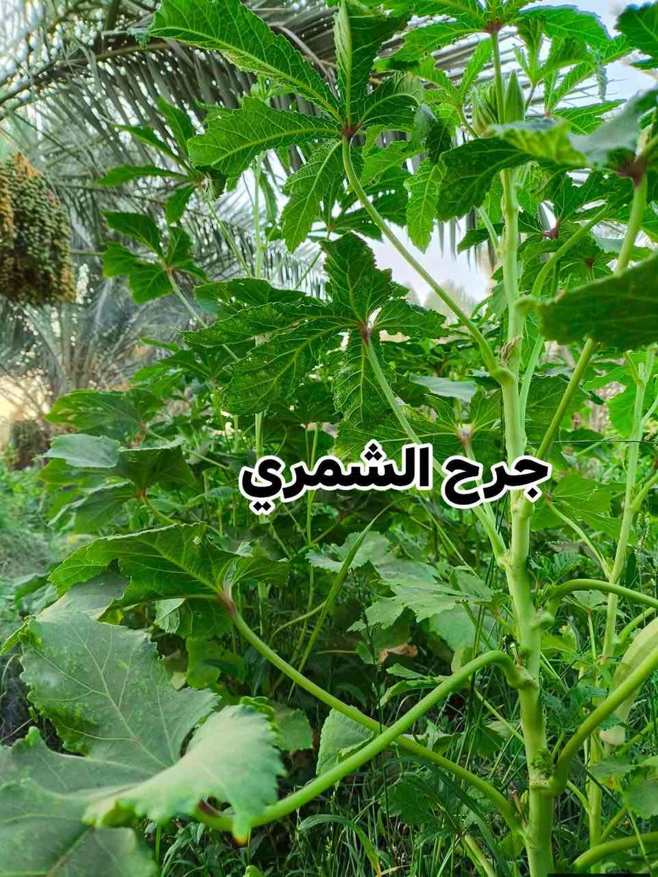 السلام عليكم/ للراغبين بالشراء بذور بانية نوع حسيناوية معرب
#يوجد توصيل على حساب المشتري حصرا بكربلاء المقدسة فقط
 نفس النوعية بالصور متوفر عندي كميه محدوده مكاني بطويريج 
الشراي يراسلني وبالخدمة ( كميه محدوده)
 سعر الكيلو ٢٥ قفل ( فترة الزراعة في نصف شهر الـ٣ )


**إذا كنت صاحب هذا الإعلان وتريد حذفه لأي سبب، رجاءا أرسل رسالة إلى الدعم الفني**