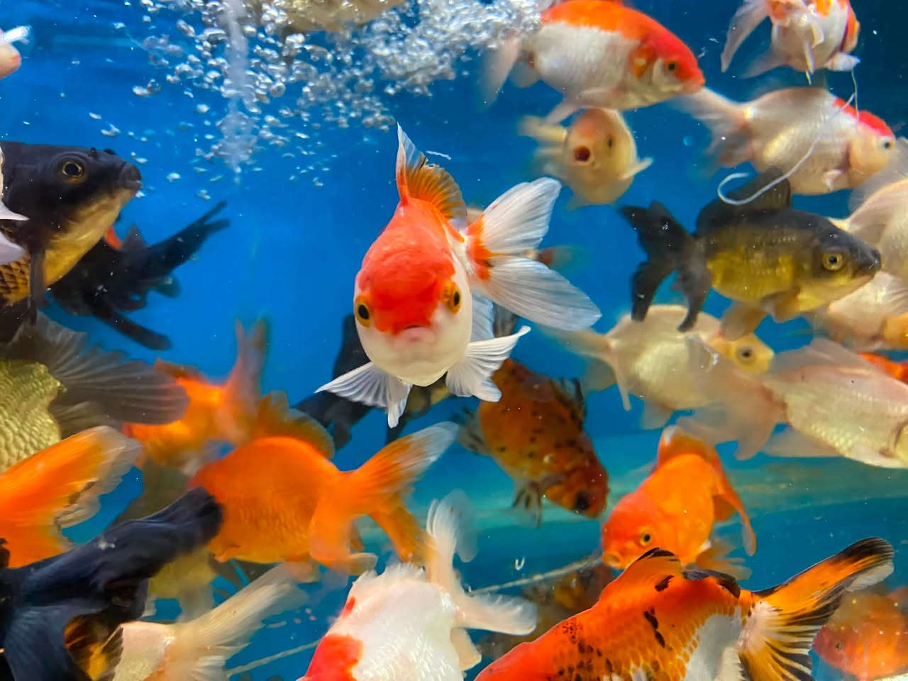 وصول وجبه جديده كولدفش امايات ريد كب و لاين هيد
🐠🐠🐠🐠🐠🐠🐠🐠🐠🐠🐠🐠🐠🐠🐠🐠
الأسعار مناسبه ✅
جمله ومفرد
العنوان كركوك قادسيه سايد المرور القديم مجاور حلويات الحلواني


**إذا كنت صاحب هذا الإعلان وتريد حذفه لأي سبب، رجاءا أرسل رسالة إلى الدعم الفني**