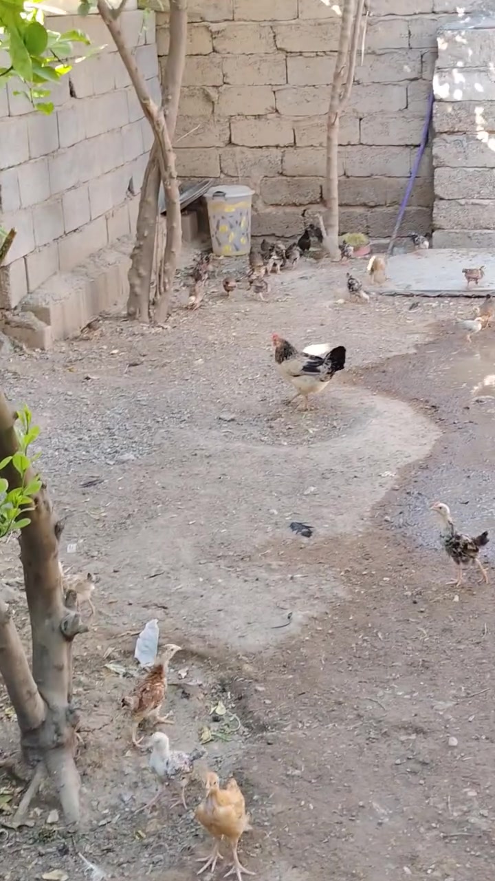 اللهم صلي على محمد واله محمد متاح افراخ كويتي خبط عمر شهرين ونص دندراوي فري وكحلي ومطوك وشمسي سعر تك ب٤ الف كميه بيه مجال انشالله دجاج كله مفسر دجاجه والديج دجاج صحه ونشاط وخير من الله ماخذ جميع كورس لقاحات والفيتامينات مكاني بلد صلاح الدين للاتصال ***********
