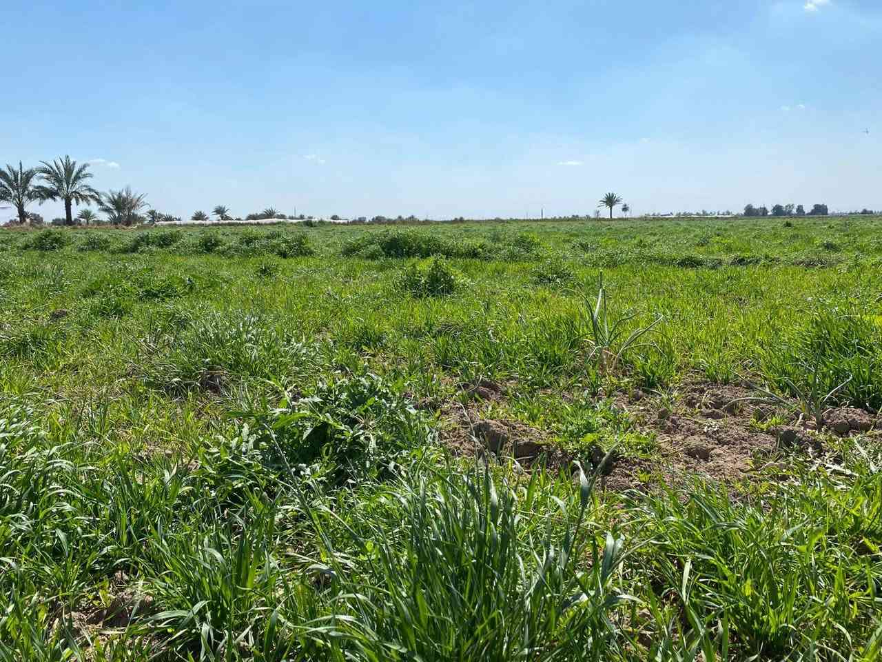 ٣٢ دونم طابو سند مستقل باسمنا
جنس العقار / ٣٢ دونم طابو زراعي سند ٢٥  قرب تبليط والمحلات مخدوم بالكامل  يقع بغداد ناحية الرشيد ودقائق عن الطابقين والدورة جاهز لمشروع تجاري او صناعي او سكني  مع مرتسم قانوني لابعاد الدوانم
مع دار صغير      تباع مفرد او كامل 

التحويل / طابو التسجيل العقاري في بغداد المحمودية  

***********

***********
