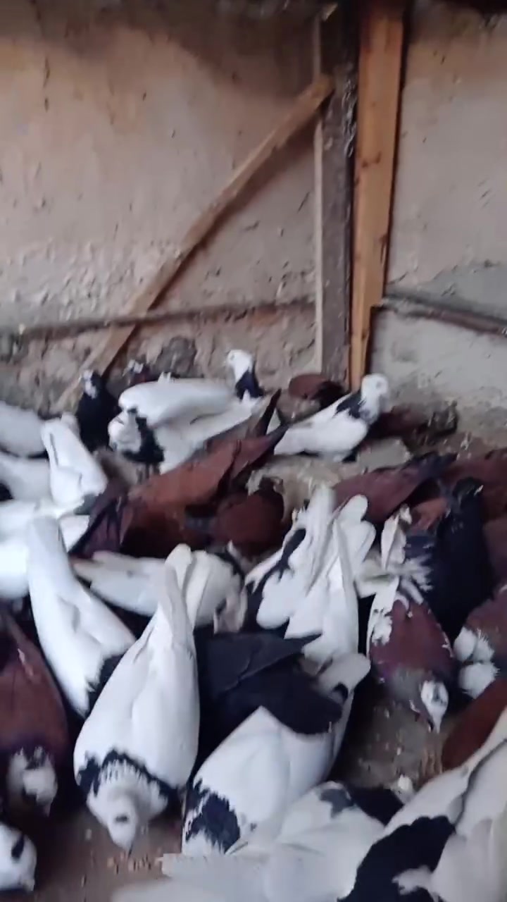 متاح طيور للبيع إيرانيات و حمر مثل ما موضح بالفيديو المكان تكريت حي الجمعيه للإستفسار الاتصال على الرقم ***********
