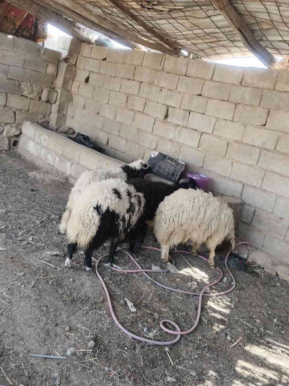 متاح ٤طليان خشنه وشكه طويله سمن حلوات خشنه شرط نصاح حلوات شتريد ترهم كصابه ربط سعر خاص مكان بروانه سنجك يوجد توصيل حسب لاتفاق تم لبيع الله يبارك بيه


**إذا كنت صاحب هذا الإعلان وتريد حذفه لأي سبب، رجاءا أرسل رسالة إلى الدعم الفني**