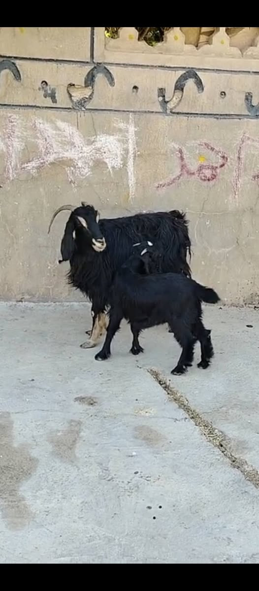 السلام عليكم متاح عنز مطفل وراها صخله مقوزه عنز سن وشطر ونصاح وخشان سعرهه ٣٠٠ العنوان حديثه حقلانيه للاستفسار الاتصال على الرقم *********** يوجد توصيل حسب الاتفاق
