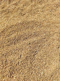 حنطة عربية • حنطة • بذور • بنت المغلف • قمح عربي