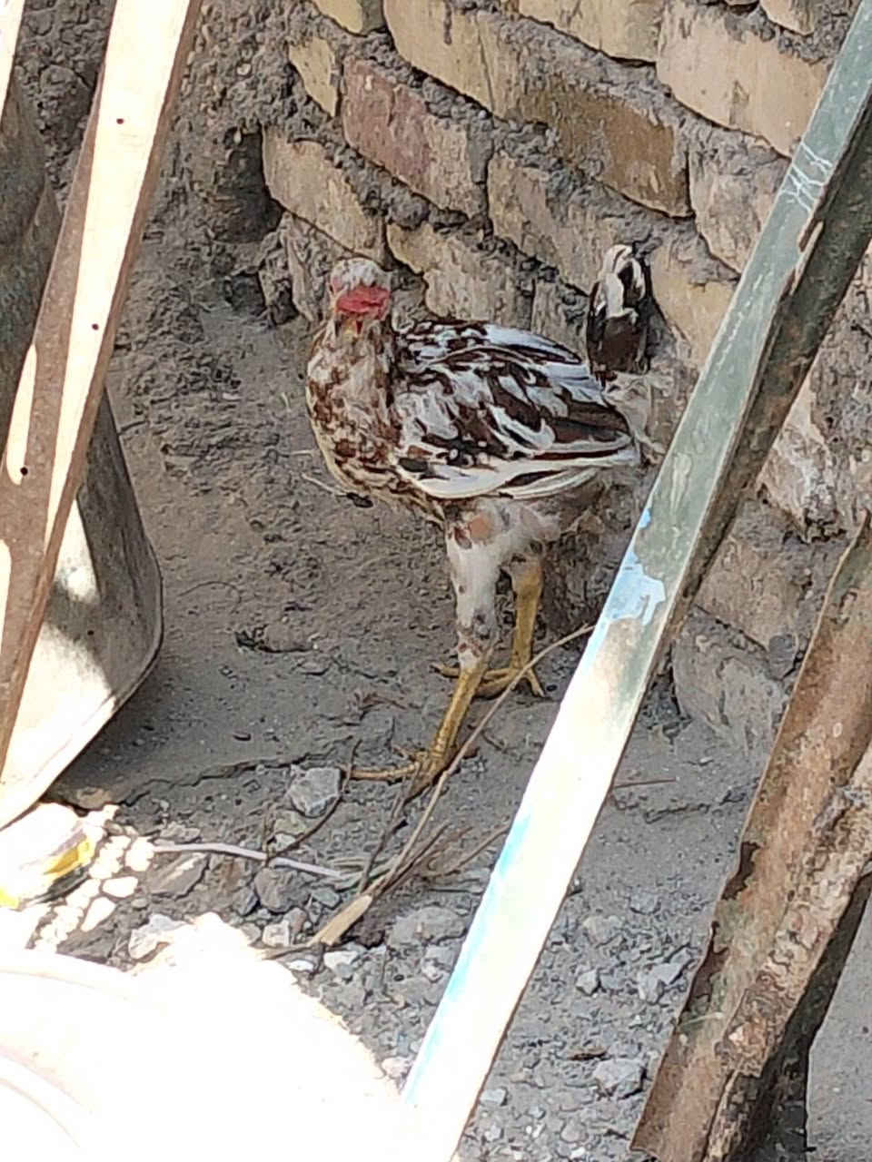 دجاجه عرب خشنه أول مبياض اله  5 كتاكيت عمر شهر ونص وديج عمره 4اشهر مكاني كربلاء حي النصر


**إذا كنت صاحب هذا الإعلان وتريد حذفه لأي سبب، رجاءا أرسل رسالة إلى الدعم الفني**