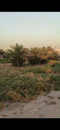 ارض زراعيةعقد117 للبيع مساحتها373 م واجهه 12.5 ونزال 30 في البوعيثه من...