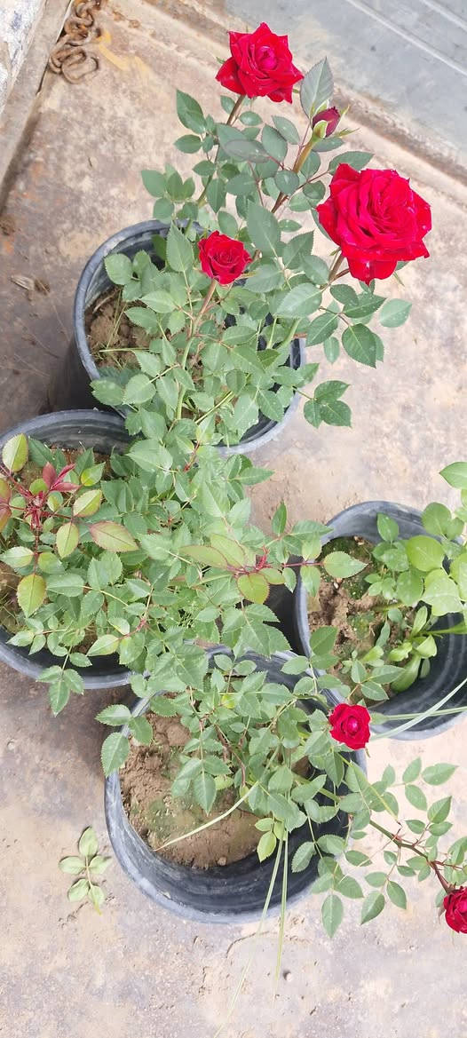 جوري جاهز للبيع 
ناحية الزاب مفرق الصباغية 
***********
