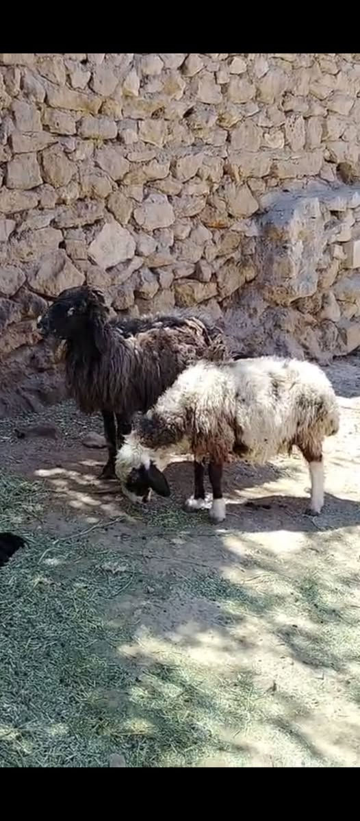 السلام عليكم متاح نعاج ٢ 
التفاصيل داخل الفيديو العنوان حديثه حقلانيه للاستفسار الاتصال على الرقم *********** يوجد توصيل حسب الاتفاق
