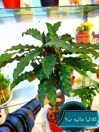 نباتات • حي الجمعية • شارع حامي حميد