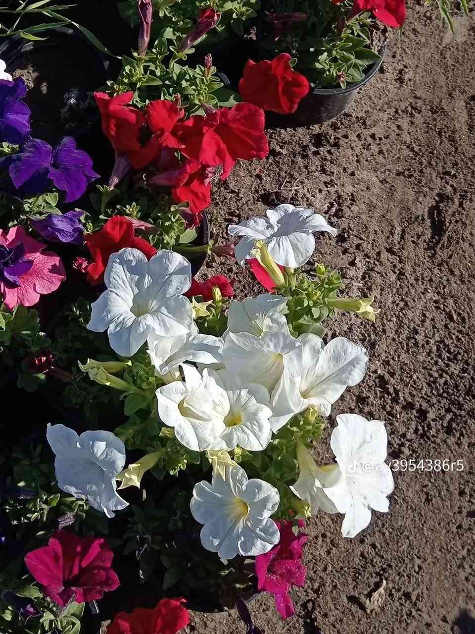 السلام عليكم سعر القطعه الفين وتوصيل مجاني جميع مناطق كربلاء ***********
