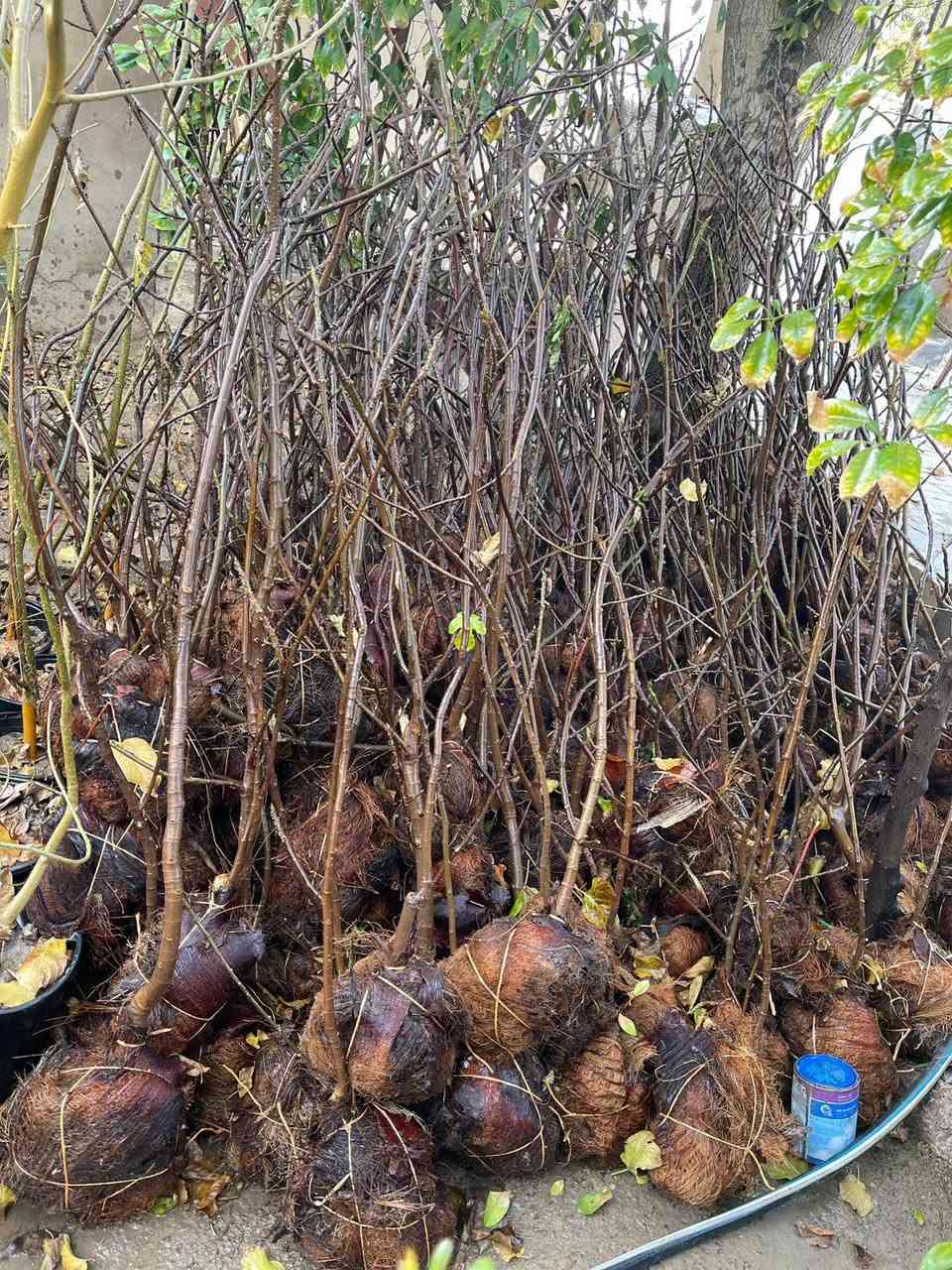 السلام عليكم الى اخواننا المزارعي واصحاب المشاتل يوجد لدينا تكي الماني وتكي هندي سلبوحي ابيض واسود ويوجد لدينا تين بني مسلم /الأسعار (التكي سعره 2500 الفين ونص) وسعر (التين 2500 الفين ونص) ويوجد خدمه توصيل لجميع المحافظات العراق فقط للياخذ كميه
التواصل خاص او اتصل على الرقم ***********
العنوان كربلاء الحسينية الابراهيميه
