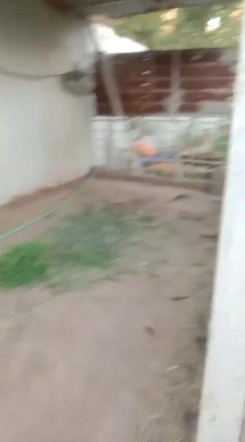 للبيع نعامه عمره سنه ونصف كربلاء ابراهيميه ***********
