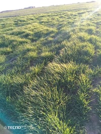 عندي مزرعة للبيع 45دونم بيه حنطه15   07738155069طماطم بيه صيفي 150.مشع...