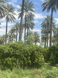 📢اعلان  دونم في بغداد منطقه الراشديه 🍋🏕️👍 📍الموقع : بغداد الراشديه  ☘️...
