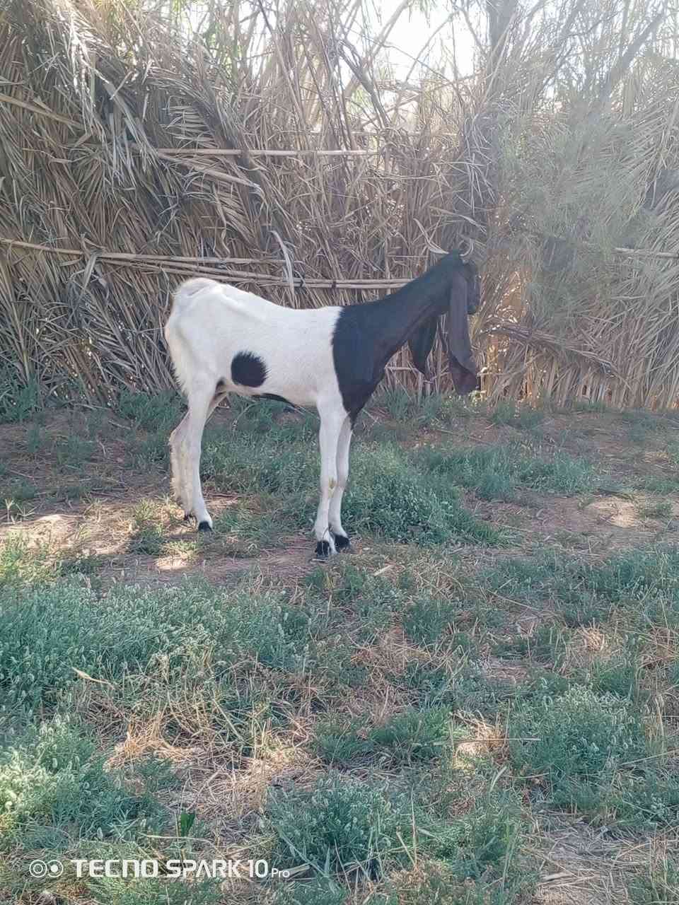 السلام عليكم اخوان متاح صخله افغانيه درجة اولى وكافزه الي يردهة يعلق او يتصل ***********
