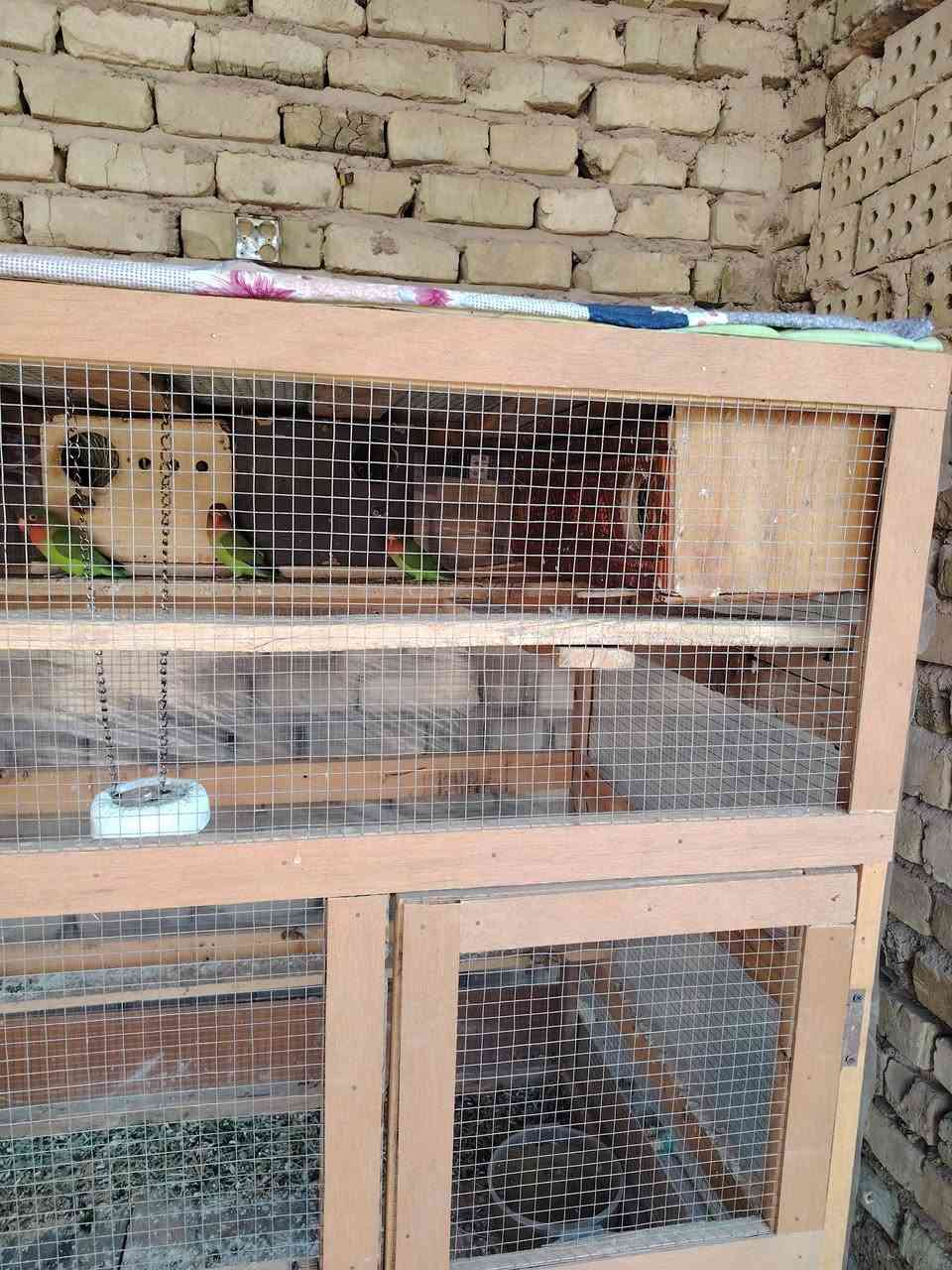 قفص احطاطه مرتب وقندورات 9
8 خضر و1 صفره
للبيع شلع قفص كامل هوه والقندورات العدد 9 
سعر  225
مكان فلوجه يم مرطبات مشمشه
الرقم ***********
