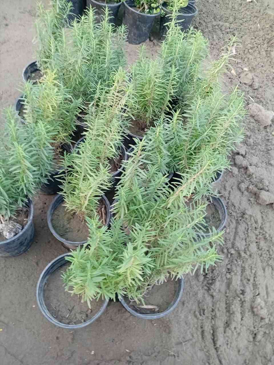 مشتل جنى على شارع العام مقابل جامعه الكوت ويوجد لدينا خدمة توصيل


**إذا كنت صاحب هذا الإعلان وتريد حذفه لأي سبب، رجاءا أرسل رسالة إلى الدعم الفني**