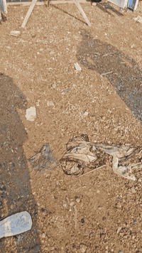 السلام عليكم 
يعلن مكتب السجاد عن وصول مواد المانيه  بحاله جيده للبيع 

1-  قالب جدران +اعمده تصنيع شركة دوكه الالمانيه نضيف جدا معا كلفه الاكسورات 
2-  سكله المانيه مغلون معى براكيت +مقص شركة دوكه الالمانيه 
3-دوكه خشب الماني مختلف الاطوال بحاله جيده جدا 
4-جك الماتي مغلون شركة دوكه +قاعده +شفقه
للمزيد والاستفسار الاتصال على الارقام التاليه 
***********
***********
