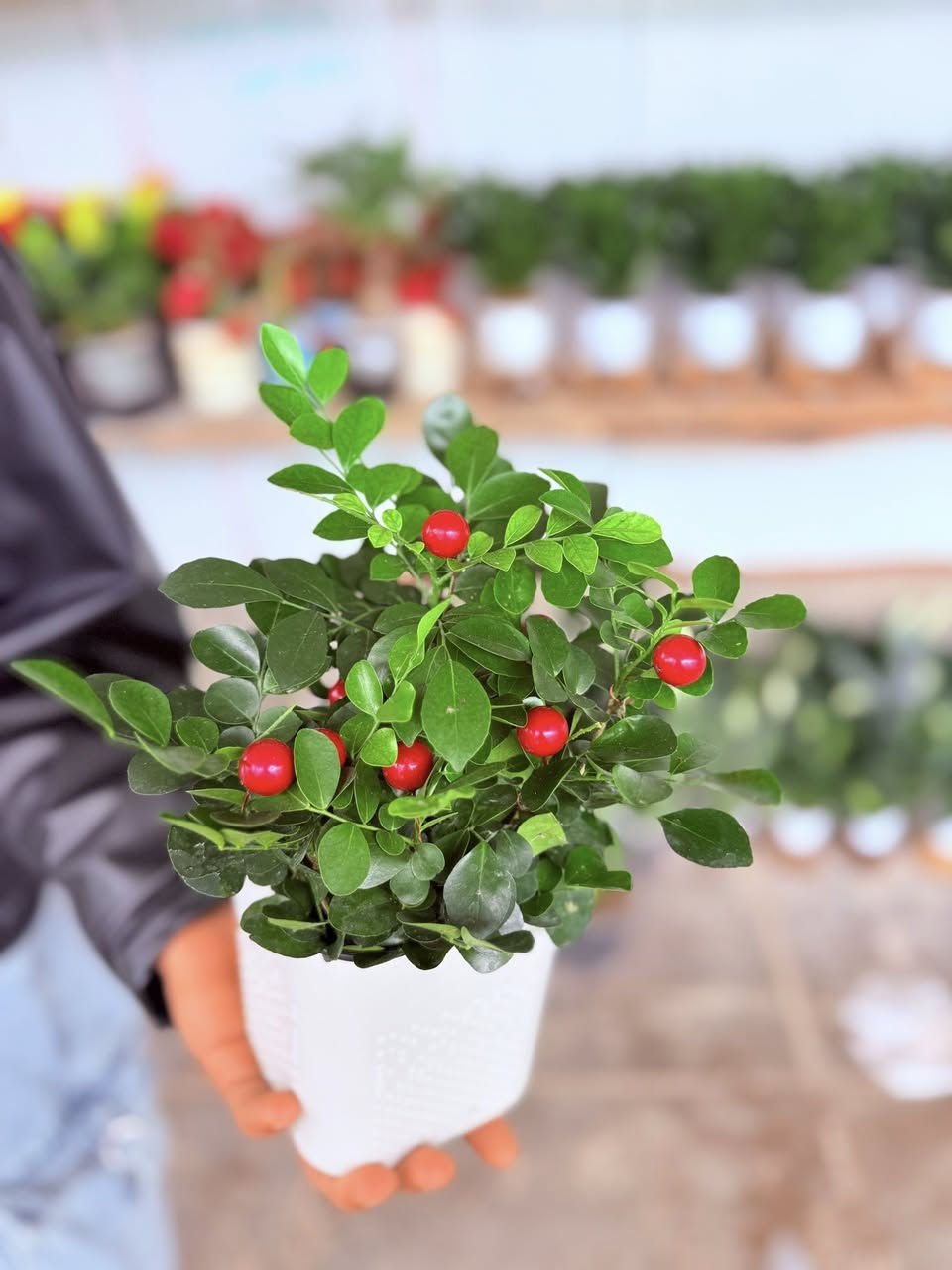 السلام عليكم 

تم وصول نبات ضليه ماىيه 
اسم النباة كرز 
🟢يوجد مفرد وجملة 
✅التوصيل قضاء الحي 
✅الاسعار ادخل استفسر ع الخاص
ويتوفر أيضا جميع انواع البتموس المستورد والاسمده وال NPK

العنوان🫰
واسط قضاء الحي 🫠
بدايه جسر الكراده😚
( مشتل الغراف )
رقم***********
***********
بأدارة(ابو ادهم)
