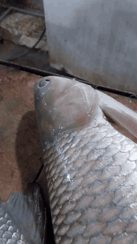 يا الله علئ بركت الله وجبه جديده خير من الله  زوري  شأنك  كارب  كطان و...