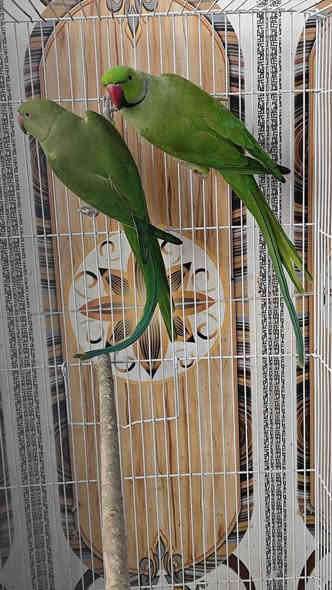 زوج دره هندي شرط الانتاج 
طيور حلوه مال بيت منتجه سابقا 
طيور خشنه تبارك الله 
السعر 165 الف 
محلات سوق غزل تكريت 
العنوان تكريت شارع جميل قرب مرطبات ايس هاوس 
للاتصال ***********
زيارتكم تسعدنا
