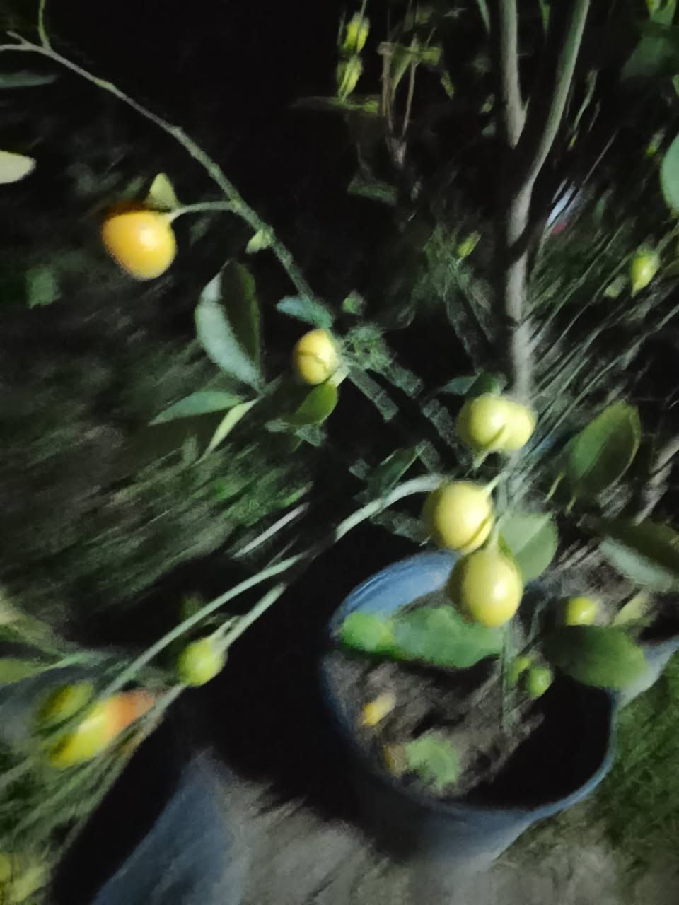 سلام عليكم يتوفر برتقال ابو صره سعر 4000 لالنگي 3500 حامض 4000 نومي بصره إرتفاع 3 متر واكثر حمال بي حمل سعر 15 رارنج اسباني 3 متر وفوگ سعر 10 نبگ تفاحي شايل إرتفاع مترين سعر 15 ددونيا إرتفاع متر سعر 1000 قلنطوز خشن  سعر 2000 انگدنيا سندان 5000 لالنگي صيني خشن إرتفاع مترين واگثر حمال سعر 15 رارنج خشن سعر 2000 سندي 4000 گريم فوت 4000 ان شاء الله غدا متواجد فلكه الفرسان ***********
