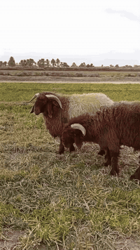 ‭0781 702 1515‬السلام عليكم فحول حرجيه مكنها بغداد أبوغريب يوجود توصيل...