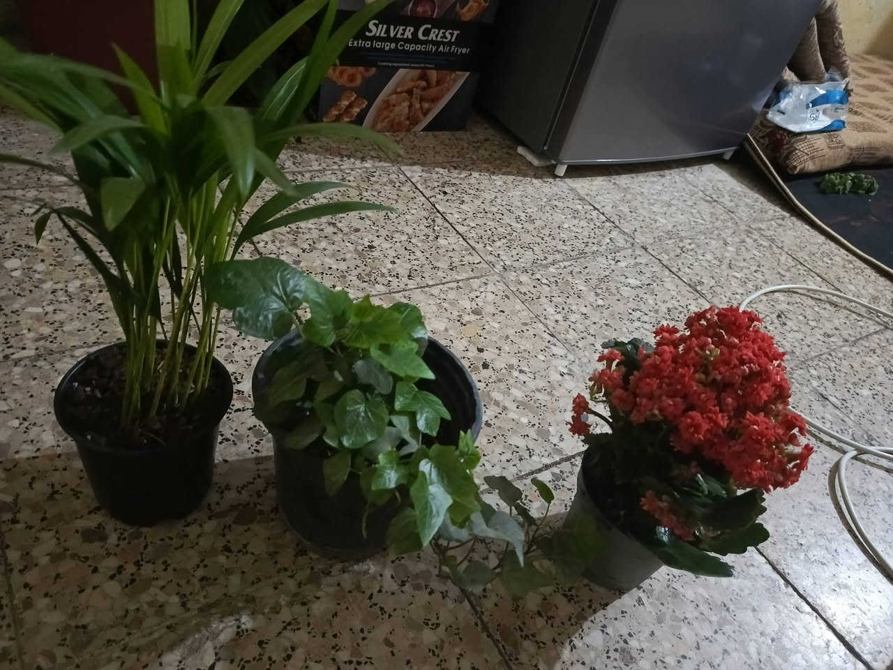 عرض يجنن..... هذوله ثلث نباتات ب 12توجد خدمه توصيل لجميع المحافظات وداخل كركوك


**إذا كنت صاحب هذا الإعلان وتريد حذفه لأي سبب، رجاءا أرسل رسالة إلى الدعم الفني**