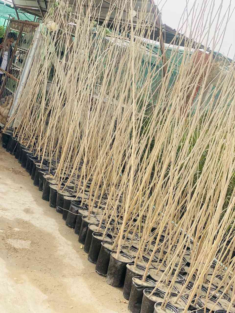 وصول جميع أنواع الأشجار النفظيه وبأحجام كبيره 
وباسعار مناسبه 
تكي كندي 
مشمش 
الو 
🍑 خوخ 
تكي هندي 
مشتل شهيد العتبي
العنوان واسط العزيزيه قرب معمل السوس 
الاستفسار مراسله الصفحه او الاتصال ***********
