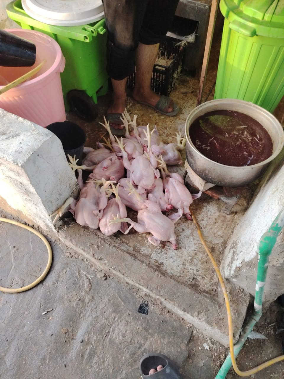السلام عليكم محل دجاج للبيع *********** واتساب
