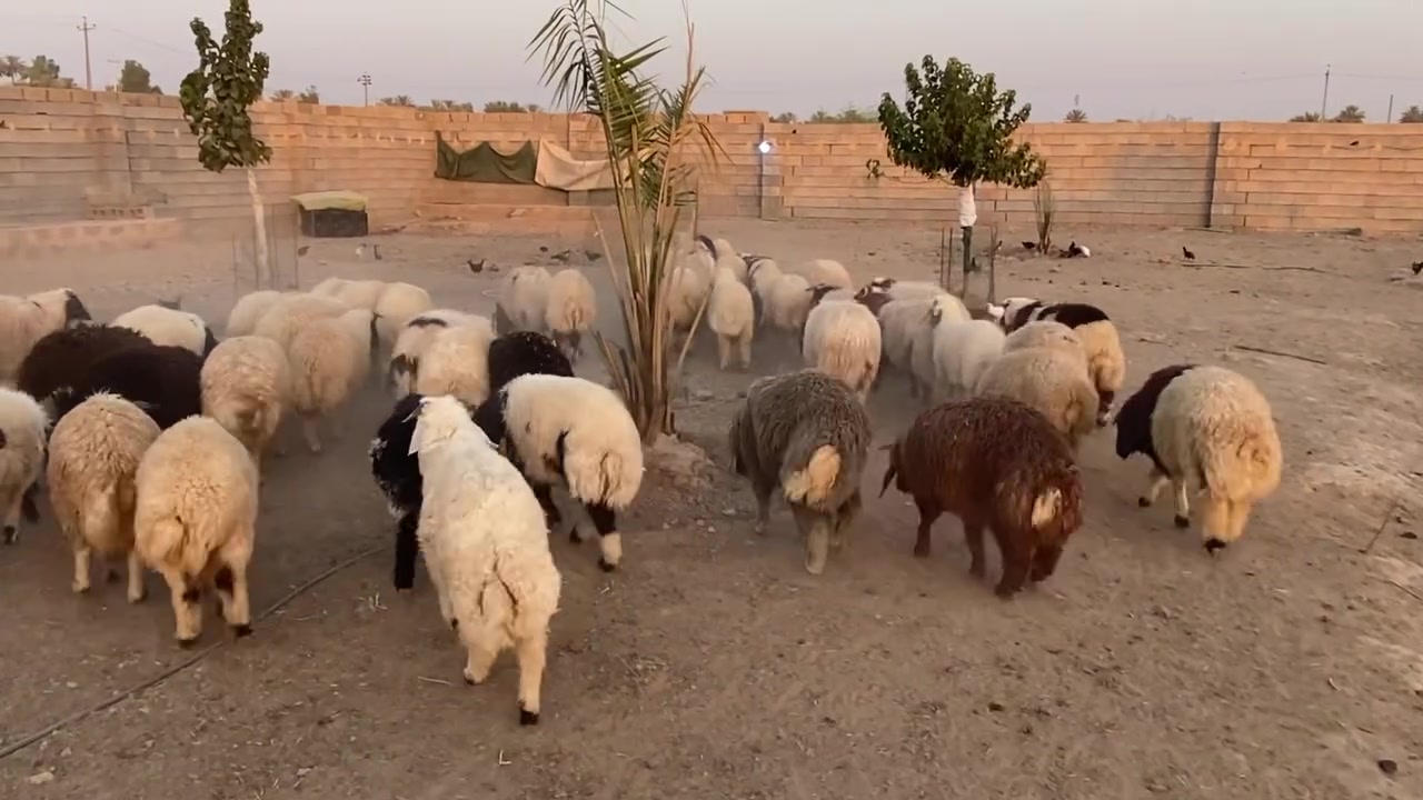 السلام عليكم، متوفر عدد من #الأغنام سمان للبيع، حلال نظيف وصحته زينة ومربّى على أعلاف جيدة اللي يريد  يراسلني ويدلل 📍المكان.  صلاح الدين 
توصيل حسب الاتفاق شراي يتصل


**إذا كنت صاحب هذا الإعلان وتريد حذفه لأي سبب، رجاءا أرسل رسالة إلى الدعم الفني**