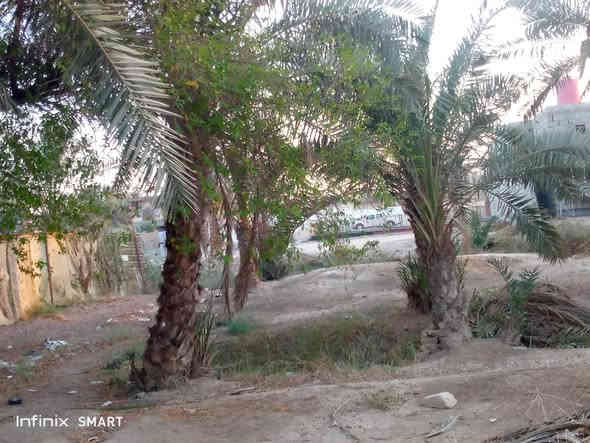 جيكور شارع سيد كاضم قطعه ارض مساحه480سهم بسمك  شرط تحويل وعلى نهر وبيه نخل  وشجرة  ابو الخصيب  شراي تعال خاص ماي كهرباء يمك واجه 26ونزال19ونص واكو بصفها 200تكدر تطبكهاو وياها قطع مساحه 200متر  شراي اتصل ***********وتساب موجود
