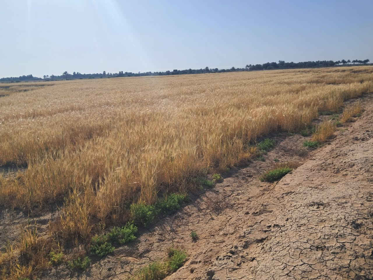 ارض زراعيه للبيع المساحه ٣٠دونم الخميسيه نهر الوطيفيه البوجلد ماء متوفر صالحه للزراعه استفسار ***********
