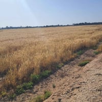 ٣٠دونم • الخميسيه • صالحة للزراعة