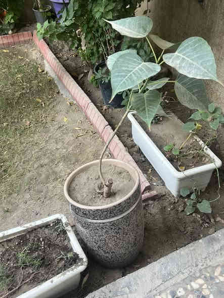 سنادين للبيع عنوان حله حي الصحه ***********
