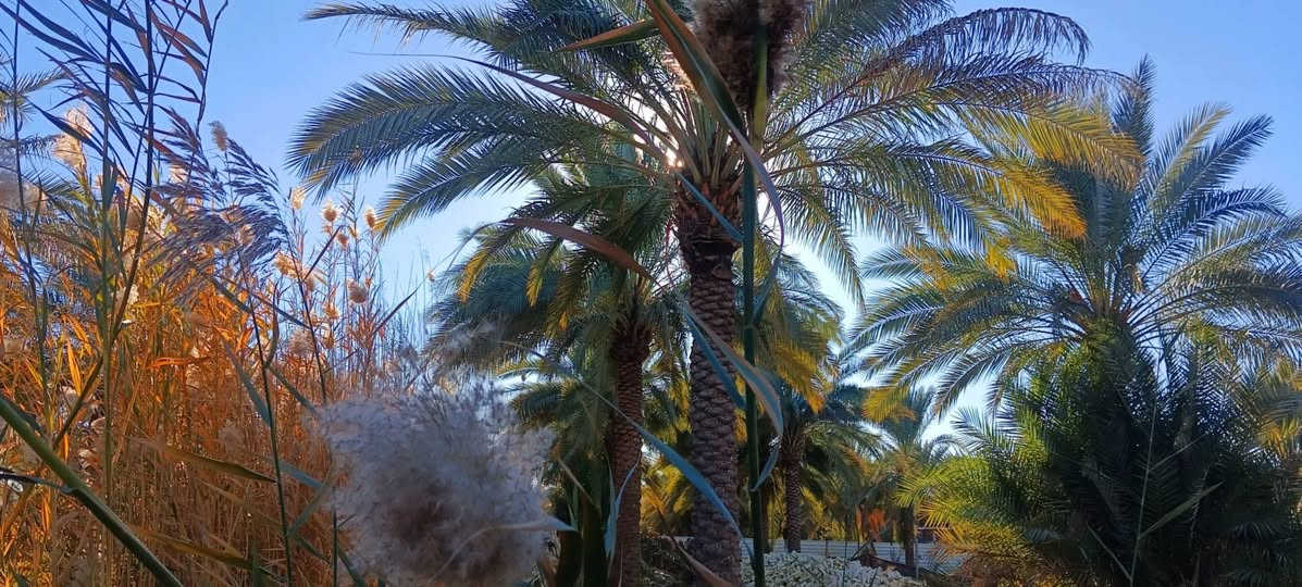 نصف دونم للبيع في كربلاء - موقع مميز (طابو 25)
الموقع: كربلاء،  قريب على الامام 
يصلح لبناء حسينيه أو دار لزوار الامام الحسين أو دار سكن قرب جامعة الوارث قريب جدا على شارع مشايه الامام الحسين  ، يبعد عن الإمام مسافه قريبه 
 وسط منطقة سكنية هادئة، مسافة قريبة جداً عن الشارع  العام.
 ، الأرض تحتوي على نخيل وأشجار
الخدمات: كاملة (ماء، كهرباء، مولد، مدارس، مراكز صحية، ومحلات).
 
📞 للتواصل والاستفسار:
***********
***********
